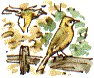 yellowhammers