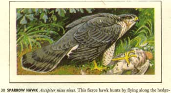 Tunnicliffe sparrowhawk