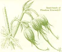 meadow cranesbill