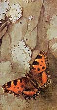 small tortoiseshell, Voerman jr.