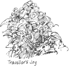 traveller's joy