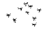 midges dancing