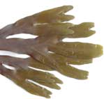 bladderwrack fronds