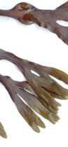 bladderwrack