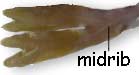 midrib