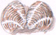 striped venus