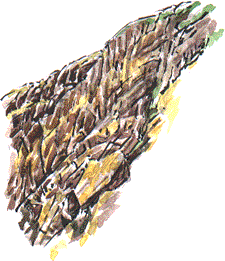 lichen on Devonian sandstone