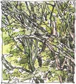 sycamores