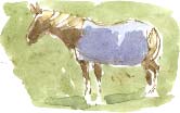 Welsh pony