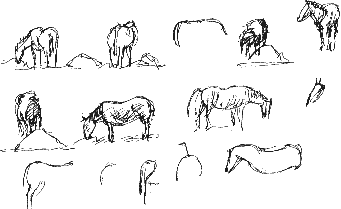 ponies