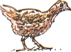 hen