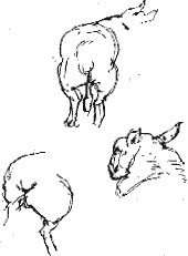 sheep