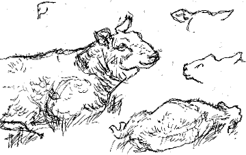 sketches of a sheep