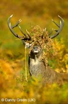 red deer copyright Danny Green