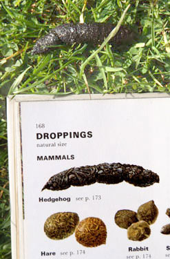 hedgehog dropping