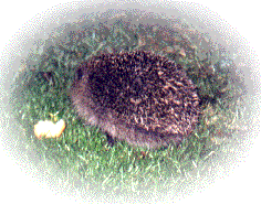 hedgehog