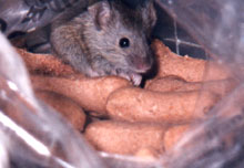 house mouse