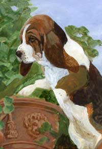 basset