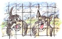 gaurd dogs