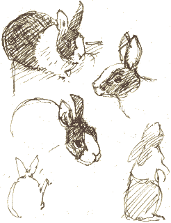 rabbits