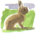 rabbit