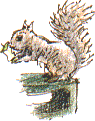 squirrel