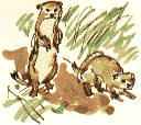 stoats (note dark tip to tail)