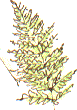 narrow buckler fern
