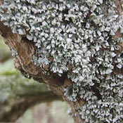 lichen