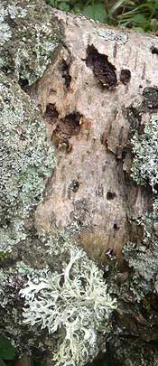 lichen on birch