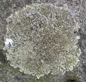 Lecanora