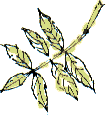 ash leaf