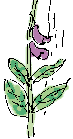 foxglove