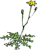 autumn dandelion