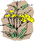 leafy hawkweed