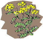 Oxford ragwort