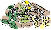waste ground flowers