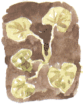 celandine leaves