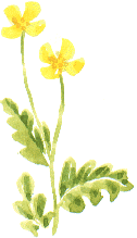 greater celandine