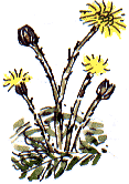 coltsfoot