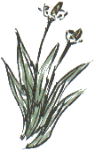 ribwort plantain