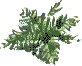 hedge parsley