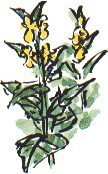 yellow archangel