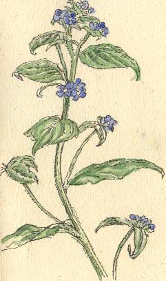 green alkanet