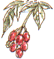 bittersweet berries