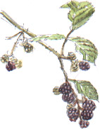 blackberries