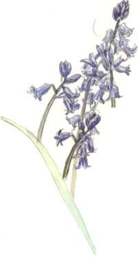 bluebell