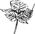 bramble leaf