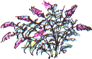 buddleia bush