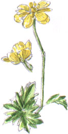 Creeping Buttercup